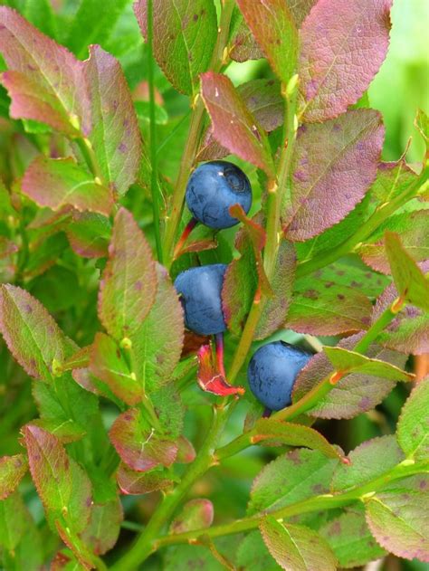 Genius Growing Blueberries In Pots Tips Blooming Anomaly