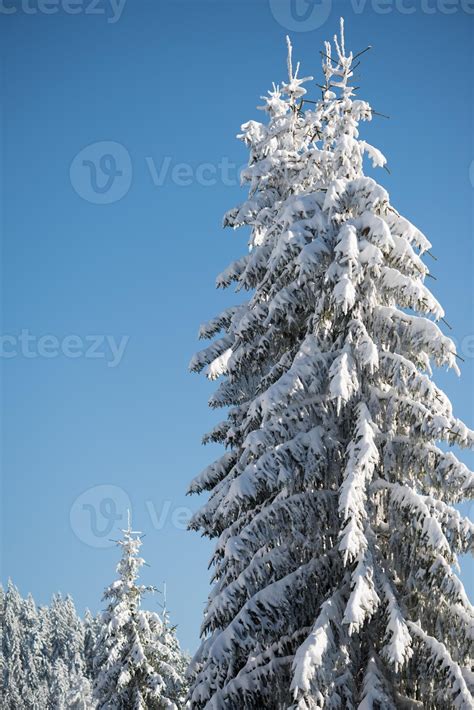 pine tree forest background covered with fresh snow 11280515 Stock ...