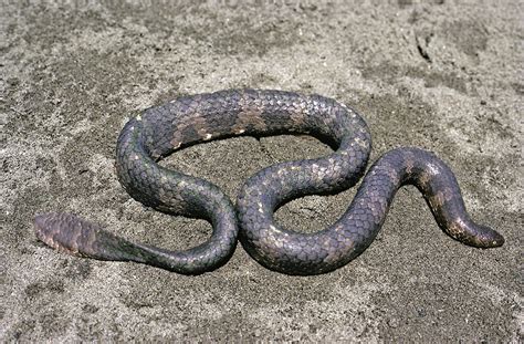 Australian endangered species: Sea snakes