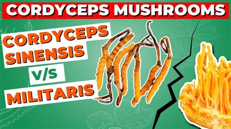 Cordyceps Sinensis Vs Militaris How Do They Differ Youtube