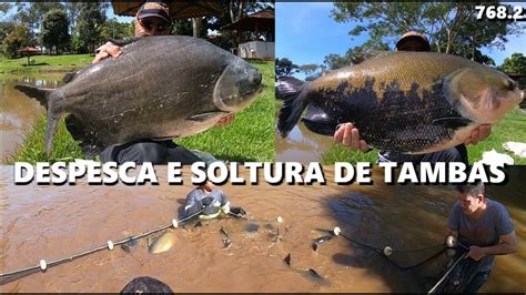 Despesca E Soltura De Tambaquis E Tambacus Em Goi S Fishingtur Na Tv