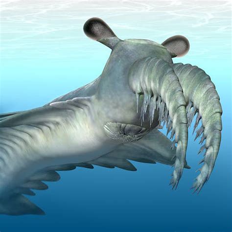 Anomalocaris I Scinexx Das Wissensmagazin