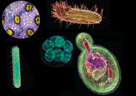 elementary microbiology