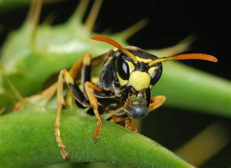 What Do Wasps Do Heres Why Theyre Vital For Crops And Gardens