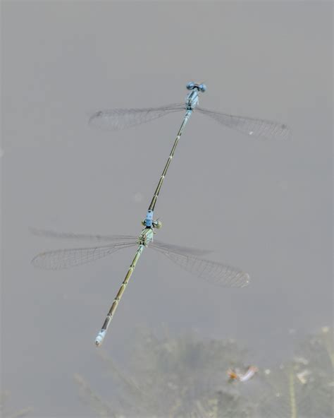 Slender Bluet From Dupage County Il Usa On June At Pm