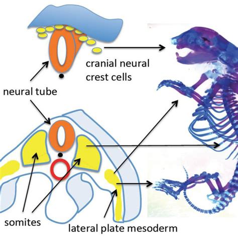 (PDF) Bone development