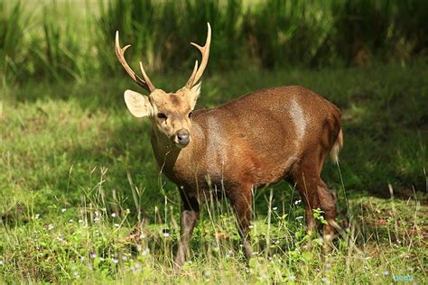 Axis porcinus. The Indian hog deer is a small deer whose habitat ranges ...