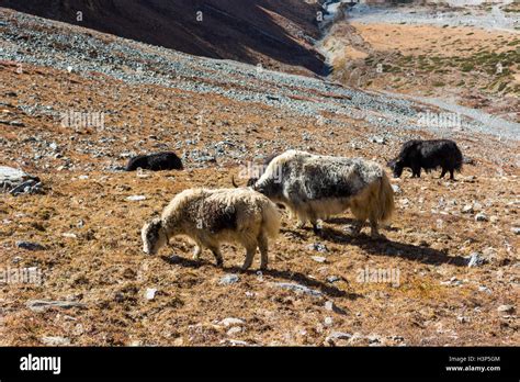 Yak herd grazing withered grass Stock Photo - Alamy