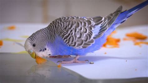 Budgie Treats, Favorite and Budgie Treats Recipe