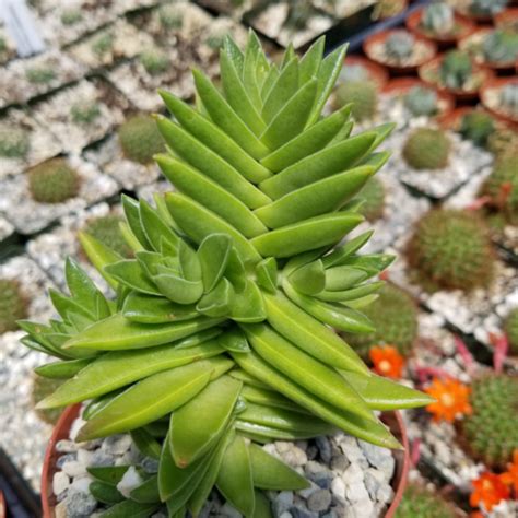 Cacti Crassula Corymbulosa Shark S Tooth Cactus Succulent Real Live Plant Other Plants Seeds