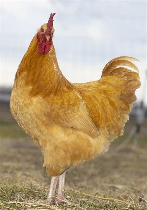 Buff Orpington Chicken Rooster that Looks Mad Stock Photo - Image of ...