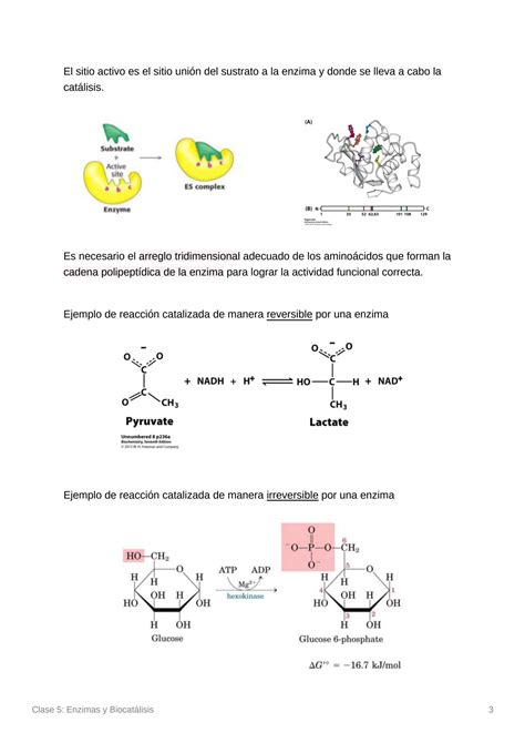 Solution Enzimas Y Biocat Lisis Studypool