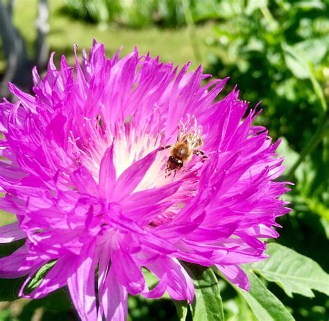 Premium Photo Winged Bee Slowly Flies To The Plant Collect Nectar For