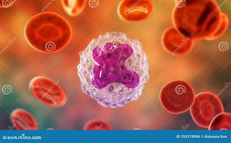 The Structure Of The Monocyte Monocytes Blood Cell White Blood Cell