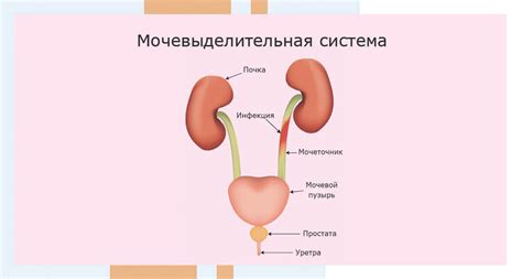Цистит: причины, симптомы, диагностика и лечение | АльтраВита