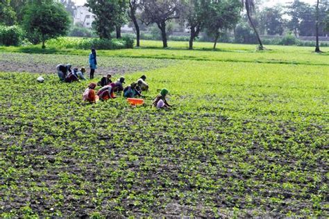 Unusually Dry Winter Leads To Lower Sowing Of Wheat Pulses Mint