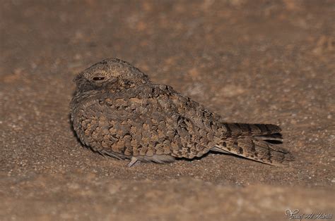 Egyptian Nightjar by AlHabshi on DeviantArt