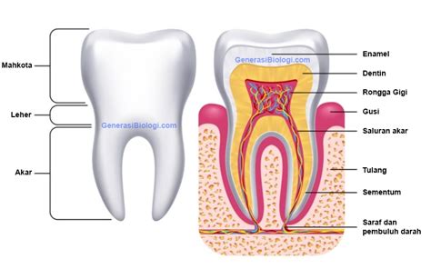 Struktur, Anatomi, Fungsi dan Rumus Gigi Manusia - Generasi Biologi