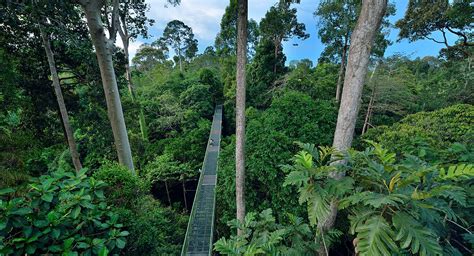 Malaysia Truly Asia Rainforest Discovery Centre