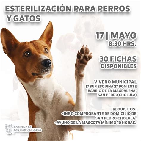 Jornada de Esterilización para Perros y Gatos El Quetzal de Cholula