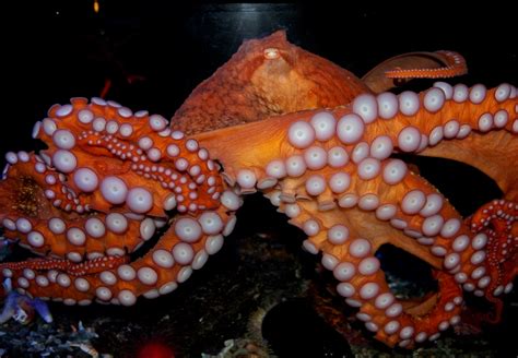 Giant Pacific Octopus Facts Habitat Diet Life Cycle Pictures