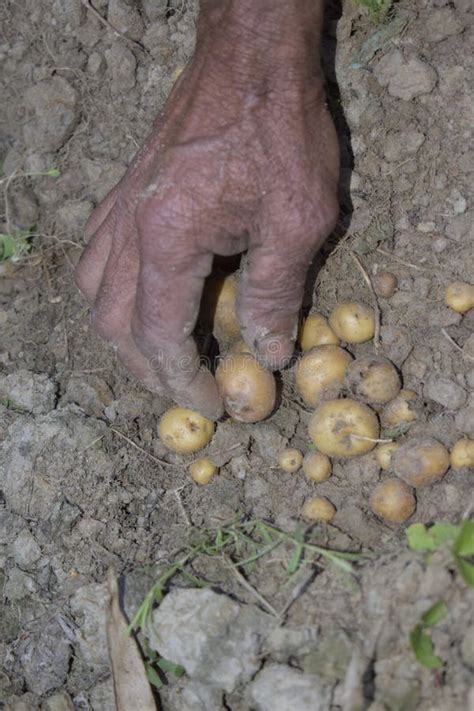 Potato harvesting stock image. Image of potato, animal - 176355979