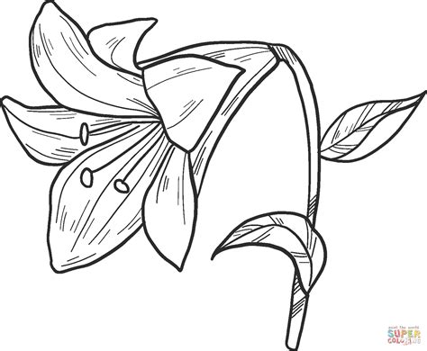 Lily Coloring Page Free Printable Coloring Pages