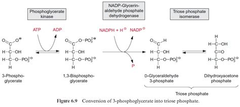 The reduction of 3-phosphoglycerate yields triose phosphate