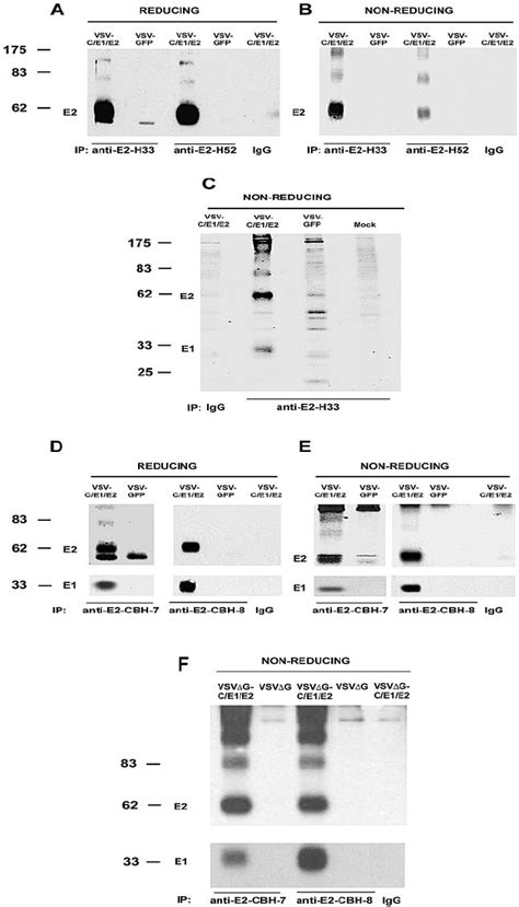 Characterization Of E1 And E2 Glycoproteins Expressed By VSV Using