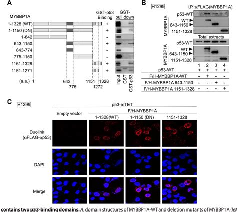 Figure From The Nucleolar Protein Myb Binding Protein A Mybbp A