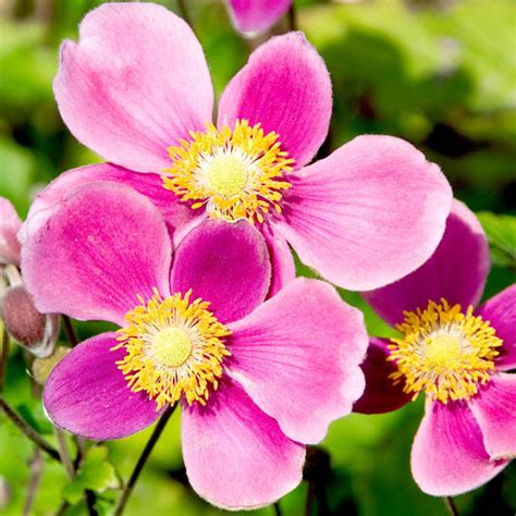 Potted Pink Japanese Anemone Plants On Sale In Ireland