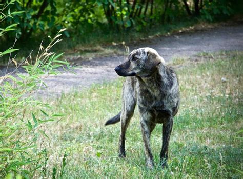 Reactions Study Shows Dogs Living Near Chernobyl Are Genetically Unique