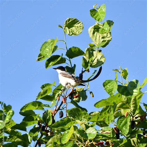 Golondrina posada en un rama de un arbol de moras Stock Photo | Adobe Stock