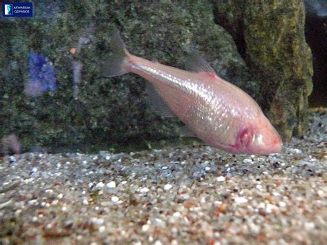 Informasi Berbagai Macam Penyakit Manusia Berasal Dari Ikan Buta Di Gua