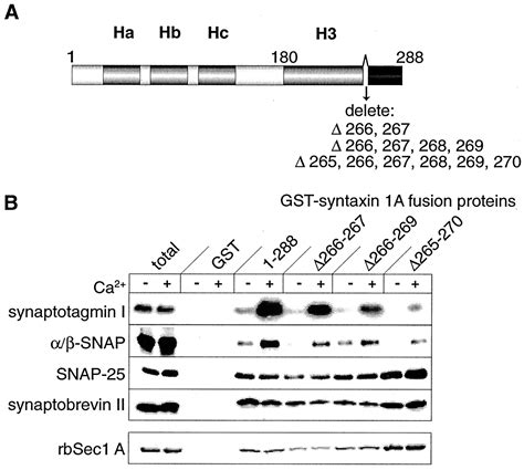 The Transmembrane Domain Of Syntaxin A Is Critical For Cytoplasmic