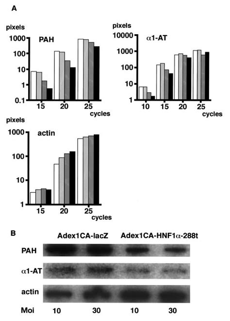 A B Dominant Negative Effect Of Hnf A T On Target Gene Expression