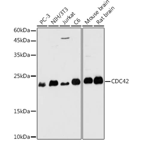 Anti Cdc42 Antibody A13362