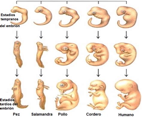 Print Froggy Jumps Embriología Comparada biología evolución