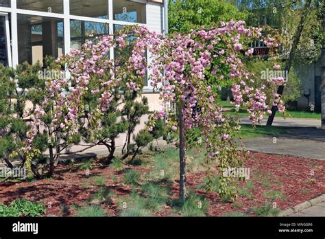 Prunus Kiku Shidare Sakura Hi Res Stock Photography And Images Alamy