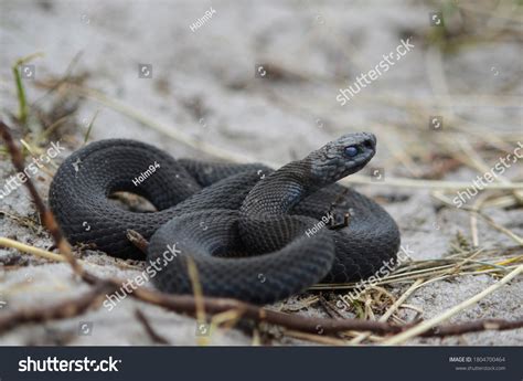 2,414 Common Adder Images, Stock Photos & Vectors | Shutterstock