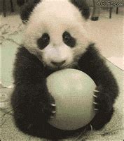 Rolling Panda GIFs - Find & Share on GIPHY