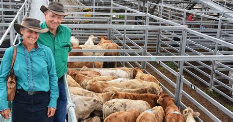 Cqlx Gracemere S First Kubota Cattle Series Special Weaner And Feeder Sale For The Year Attracts