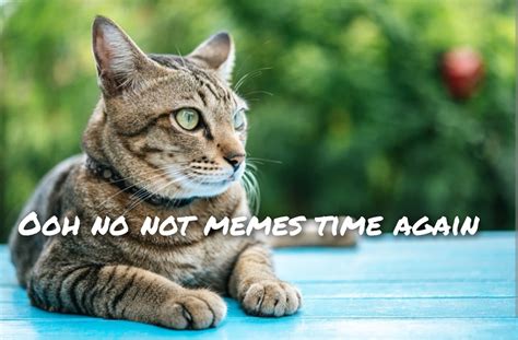 Ooh Cat Meme