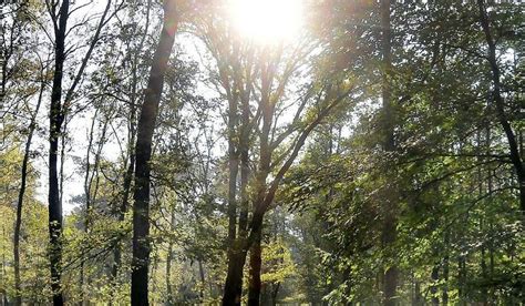 Kreis Viersen Millionen Quadratmeter Mehr Wald