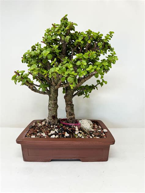 Mini Jade Portulacaria Afra Bonsai Tree Bonsai Outlet N0 16486