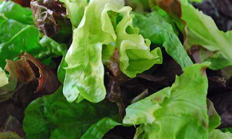 How To Harvest Lettuce Of All Types - Epic Gardening