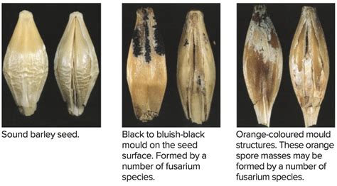 Fusarium Damage Found In Some Early Harvested Spring Cereal Crops