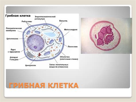 Клетки. Клеточная теория - online presentation