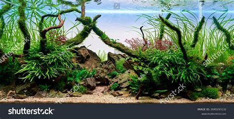 5 760 Aquascape Images Stock Photos 3D Objects Vectors Shutterstock