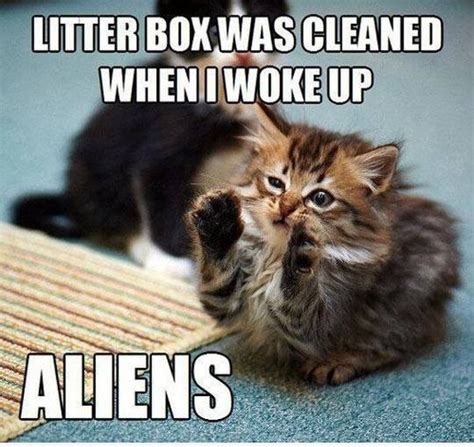 38 Funny Pictures of Cats with Captions